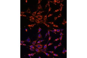 Immunofluorescence (IF) image for anti-Inositol 1,4,5-Trisphosphate Receptor, Type 3 (ITPR3) (AA 1630-1870) antibody (ABIN6142616)