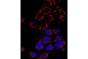 Confocal immunofluorescence analysis of U2OS cells using TOMM40 Polyclonal Antibody (ABIN1683091, ABIN3017594, ABIN3017595 and ABIN6220162) at dilution of 1:200. (TOMM40 Antikörper  (AA 1-90))
