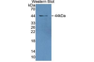 Figure. (MGA Antikörper  (AA 2450-2733))