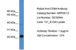 WB Suggested Anti-CD8A  Antibody Titration: 0. (CD8 alpha Antikörper  (Middle Region))