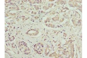 Immunohistochemistry (IHC) image for anti-neonatal Fc Receptor (FcRn) (AA 24-297) antibody (ABIN7156043)