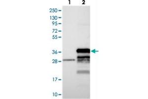 Western blot analysis of Lane 1: Negative control (vector only transfected HEK293T lysate), Lane 2: Over-expression Lysate (Co-expressed with a C-terminal myc-DDK tag (~3. (FAM92B Antikörper)