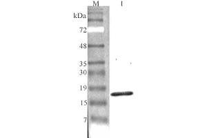 Western blot analysis using anti-CTRP7 (GD) (human), pAb  at 1:4'000 dilution. (CTRP7 Antikörper  (Globular Domain))