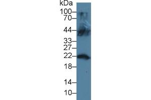 Western blot analysis of Mouse Testis lysate, using Human LCN12 Antibody (3 µg/ml) and HRP-conjugated Goat Anti-Rabbit antibody (