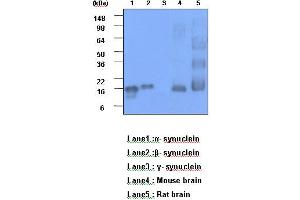 Western blot analysis: Lane1 : a- synuclein Lane2 : b- synuclein Lane3 : g- synuclein Lane4 : Mouse brain Lane3 : Rat brain. (Alpha, beta Synuclein (AA 119-140) Antikörper)