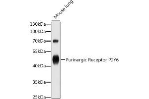 Western blot analysis of extracts of Mouse lung, using Purinergic Receptor P2Y6 antibody (ABIN3016120, ABIN3016121, ABIN3016122 and ABIN6219555) at 1:1000 dilution. (P2RY6 Antikörper)