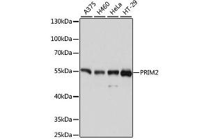 Western blot analysis of extracts of various cell lines, using PRIM2 antibody (ABIN4904851) at 1:3000 dilution. (PRIM2 Antikörper)