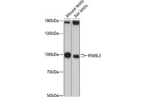 Western blot analysis of extracts of various cell lines, using PIWIL3 antibody (ABIN6133141, ABIN6145702, ABIN6145703 and ABIN6217113) at 1:3000 dilution. (PIWIL3 Antikörper  (AA 40-320))
