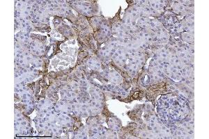 IHC analysis of Annexin-4/ANXA4 using anti-Annexin-4/ANXA4 antibody (ABIN7599265). (Annexin IV Antikörper  (AA 1-319))