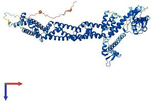 Cullin 4A Protein (CUL4A) (AA 1-759) (His tag)