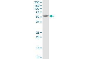 FAF2 MaxPab polyclonal antibody. (FAF2 Antikörper  (AA 1-445))