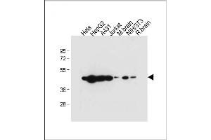 All lanes : Anti-TUFM Antibody (N-term) at 1:2000 dilution Lane 1: Hela whole cell lysate Lane 2: HepG2 whole cell lysate Lane 3: A431 whole cell lysate Lane 4: Jurkat whole cell lysate Lane 5: Mouse brain tissue lysate Lane 6: NIH/3T3 whole cell lysate Lane 7: Rat brain whole cell lysate Lysates/proteins at 20 μg per lane. (TUFM Antikörper  (N-Term))
