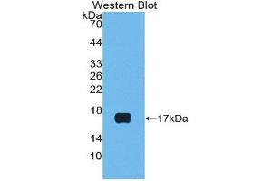 Western Blotting (WB) image for anti-Luteinizing Hormone beta Polypeptide (LHB) (AA 23-141) antibody (ABIN1859651) (LHB Antikörper  (AA 23-141))