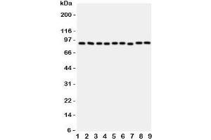 Western blot testing of VCP antibody and rat samples 1: brain;  2: kidney;  3: liver;  4: lung; and human samples  5: HeLa;  6: HL-60;  7: A431;  8: A549;  9: SMMC-7721 cell lysate.