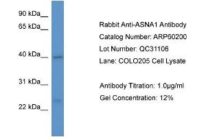 Western Blotting (WB) image for anti-ArsA Arsenite Transporter, ATP-Binding, Homolog 1 (ASNA1) (C-Term) antibody (ABIN2788366) (ASNA1 Antikörper  (C-Term))