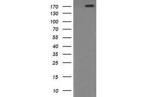 Image no. 8 for anti-Phosphatidylinositol-4-Phosphate 3-Kinase, Catalytic Subunit Type 2 beta (PIK3C2B) antibody (ABIN1500199) (PIK3C2B Antikörper)