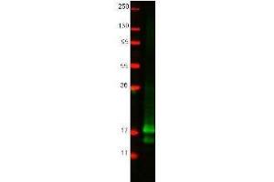 Western blot using  protein-A purified anti-chicken IFN gamma antibody shows detection of recombinant chicken IFN gamma at 16. (Interferon gamma Antikörper)