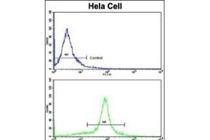 Flow cytometric analysis of hela cells using GOLPH3 Antibody (C-term)(bottom histogram) compared to a negative control cell (top histogram).