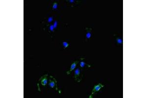 Immunofluorescent analysis of Hela cells using ABIN7159790 at dilution of 1:100 and Alexa Fluor 488-congugated AffiniPure Goat Anti-Rabbit IgG(H+L)