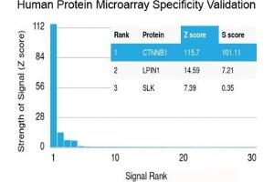 Microarray (MA) image for anti-Catenin, beta (CATNB) antibody (ABIN5707937)