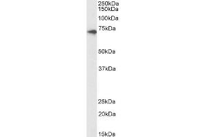 Biotinylated ABIN5539611 (1µg/ml) staining of Human Kidney lysate (35µg protein in RIPA buffer), exactly mirroring its parental non-biotinylated product. (CX3CL1 Antikörper  (Internal Region) (Biotin))