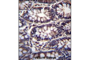 TTC15 Antibody (C-term) (ABIN657310 and ABIN2846388) immunohistochemistry analysis in formalin fixed and paraffin embedded human rectum tissue followed by peroxidase conjugation of the secondary antibody and DAB staining. (TTC15 Antikörper  (C-Term))