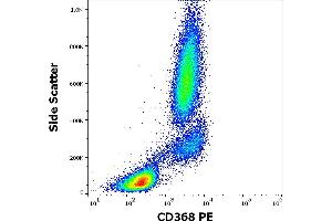 Flow cytometry surface staining pattern of human peripheral whole blood stained using anti-human CD368 (9B9) PE antibody (10 μL reagent / 100 μL of peripheral whole blood). (CLEC4D Antikörper  (PE))