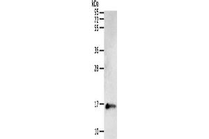 Western Blotting (WB) image for anti-Parvalbumin (PVALB) antibody (ABIN2422106) (PVALB Antikörper)