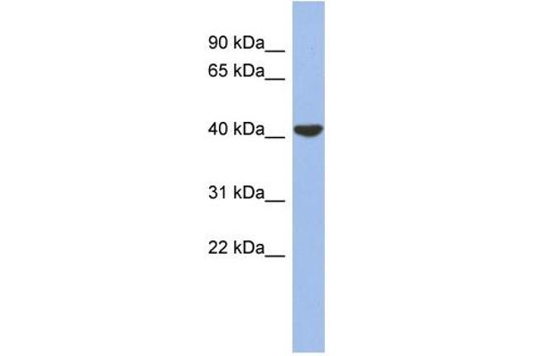 GJD4 Antikörper  (Middle Region)