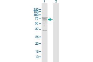 Western Blot analysis of SEMA6D expression in transfected 293T cell line by SEMA6D MaxPab polyclonal antibody. (SEMA6D Antikörper  (AA 1-476))