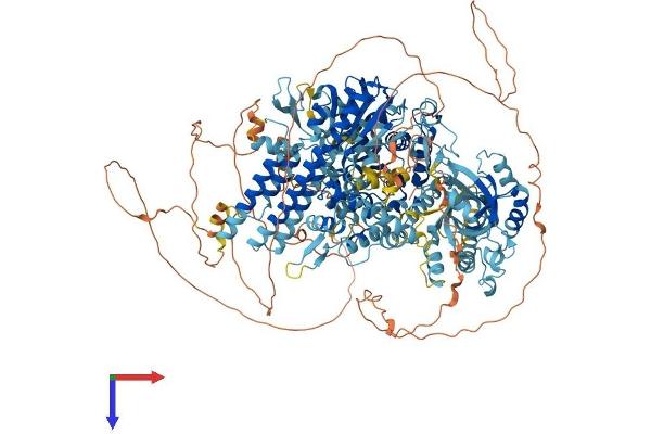 SBNO1 Protein (AA 1-1390) (His tag)