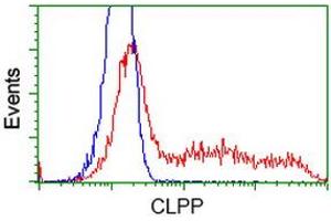 HEK293T cells transfected with either RC200301 overexpress plasmid (Red) or empty vector control plasmid (Blue) were immunostained by anti-CLPP antibody (ABIN2453958), and then analyzed by flow cytometry. (CLPP Antikörper)