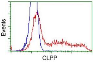 HEK293T cells transfected with either RC200301 overexpress plasmid (Red) or empty vector control plasmid (Blue) were immunostained by anti-CLPP antibody (ABIN2453958), and then analyzed by flow cytometry.