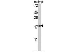 Western blot analysis of MAFF Antibody (Center) in mouse liver tissue lysates (35ug/lane). (MafF Antikörper  (Middle Region))