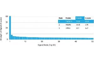 Analysis of Protein Array containing more than 19,000 full-length human proteins using VEGI Rabbit Recombinant Monoclonal Antibody (VEGI/2052R). (Rekombinanter TNFSF15 Antikörper)