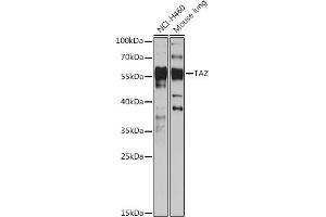 Western blot analysis of extracts of various cell lines, using TAZ antibody (ABIN7271395) at 1:1000 dilution. (WWTR1 Antikörper  (C-Term))