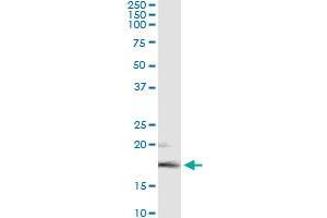 Immunoprecipitation of FGF5 transfected lysate using anti-FGF5 monoclonal antibody and Protein A Magnetic Bead , and immunoblotted with FGF5 MaxPab rabbit polyclonal antibody.