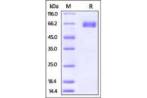 Human PD-L2, mouse IgG1 Fc Tag on SDS-PAGE under reducing (R) condition.