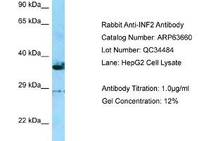 Western Blotting (WB) image for anti-Inverted Formin, FH2 and WH2 Domain Containing (INF2) (C-Term) antibody (ABIN970960) (INF2 Antikörper  (C-Term))