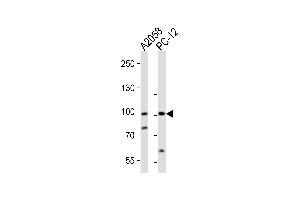 Western blot analysis of lysates from , rat PC-12 cell line (from left to right), using PROX1 Antibody (C-term) (ABIN388776 and ABIN2839111). (PROX1 Antikörper  (C-Term))