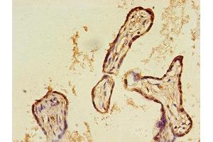 Immunohistochemistry of paraffin-embedded human placenta tissue using ABIN7146564 at dilution of 1:100 (Calreticulin Antikörper  (AA 18-415))