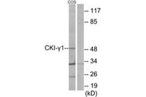 Western blot analysis of extracts from COS7 cells, using CKI-gamma1 Antibody. (CSNK1G1 Antikörper  (AA 1-50))