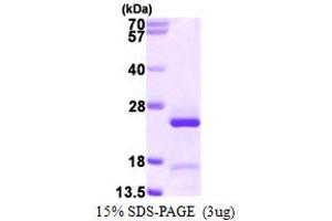 SDS-PAGE (SDS) image for Growth Arrest and DNA-Damage-Inducible, gamma Interacting Protein 1 (GADD45GIP1) (AA 48-222) protein (His tag) (ABIN667977)