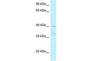 Image no. 1 for anti-5-Azacytidine Induced 2 (AZI2) (AA 170-219) antibody (ABIN6748099) (AZI2 Antikörper  (AA 170-219))