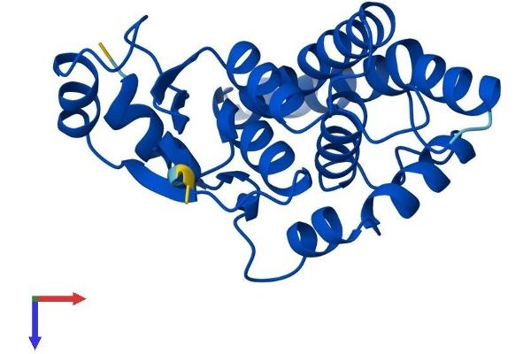GSTA4 Protein (AA 1-222) (His tag)