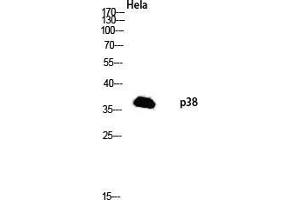 Western Blot (WB) analysis of HeLa lysis using p38 antibody. (MAPK14 Antikörper  (Ser272))