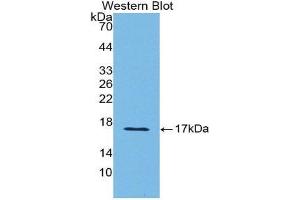 Western Blotting (WB) image for anti-Sema Domain, Immunoglobulin Domain (Ig), Short Basic Domain, Secreted, (Semaphorin) 3A (SEMA3A) (AA 31-150) antibody (ABIN1860519) (SEMA3A Antikörper  (AA 31-150))