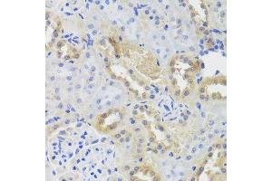 Immunohistochemistry of paraffin-embedded rat kidney using CTSC antibody. (CTSC Antikörper  (AA 25-134))
