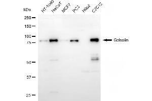 Western blotting analysis using gelsolin antibody (ABIN7798702). (Rekombinanter Gelsolin Antikörper)