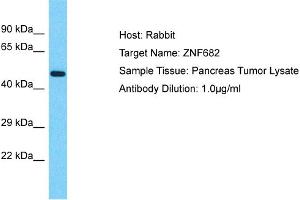 Host: Rabbit Target Name: ZNF682 Sample Type: Pancreas Tumor lysates Antibody Dilution: 1. (ZNF682 Antikörper  (N-Term))